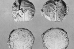 Goudakker (v.a. 1923)